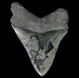 Serrated, Fossil Megalodon Tooth #64555-2